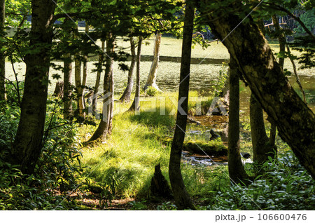 知床五湖の風景 106600476