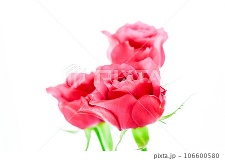 ワインレッドのバラ 106600580