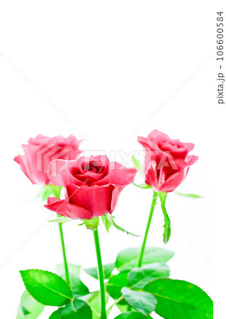 ワインレッドのバラ 106600584
