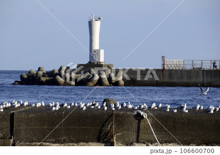 海のユリカモメ 106600700