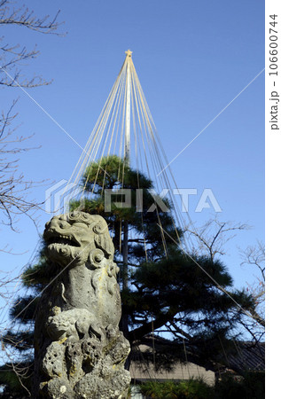 狛犬と松 106600744