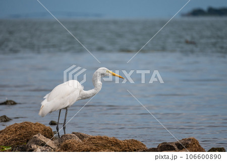 水辺でエサを探すシラサギ(ダイサギ) 水辺でエサを探すシラサギ(ダイサギ) 106600890