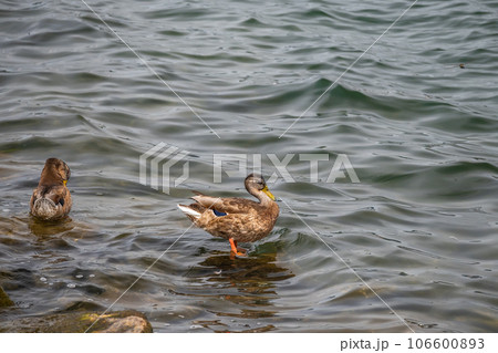 琵琶湖のマルガモ 琵琶湖のマルガモ 106600893