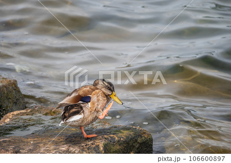 琵琶湖のマルガモ 106600897