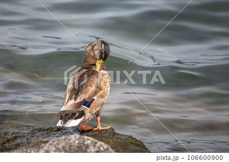 琵琶湖のマルガモ 106600900