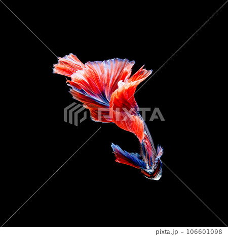 Betta fish, siamese fighting fish, betta splendens isolated on black background 106601098