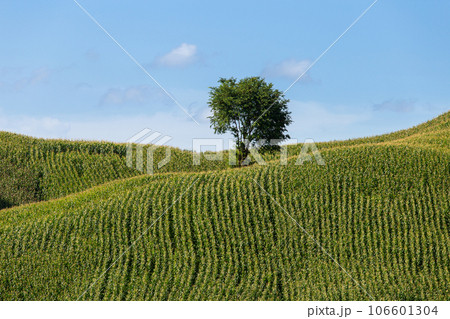 Corn farm on hill with blue sky and sunset background 106601304
