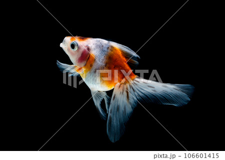 goldfish isolated on a dark black background goldfish isolated on a dark black background 106601415