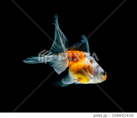 goldfish isolated on a dark black background goldfish isolated on a dark black background 106601416