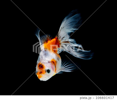 goldfish isolated on a dark black background 106601417