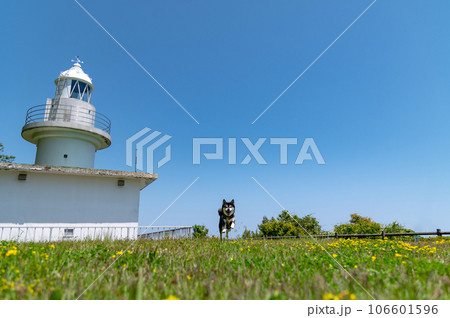 能登観音崎灯台の黒柴　初夏の風景 106601596