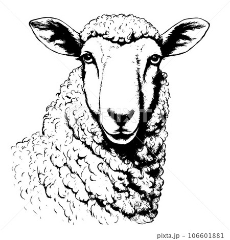 sheep vector animal illustration for design. Sketch tattoo design on white background sheep vector animal illustration for design. Sketch tattoo design on white background 106601881