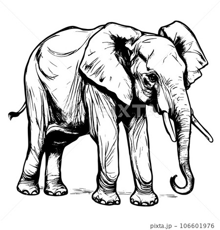 elephant vector animal illustration for design. Sketch tattoo design on white background elephant vector animal illustration for design. Sketch tattoo design on white background 106601976