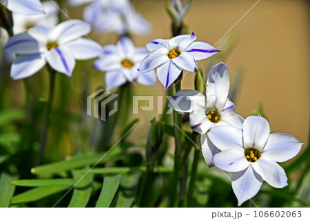 ハナニラ(花韮) ハナニラ(花韮) 106602063