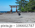 恋路海岸の黒柴　奥能登の風景 106602787