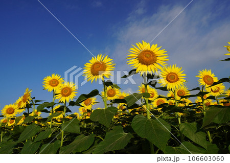 ひまわり3371 ひまわり3371 106603060