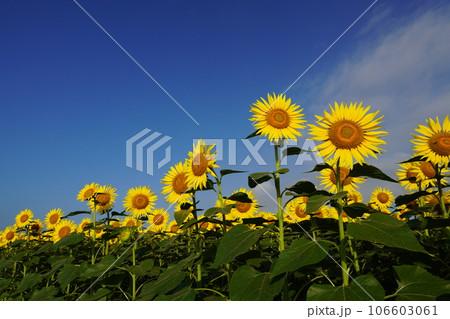 ひまわり3378 106603061