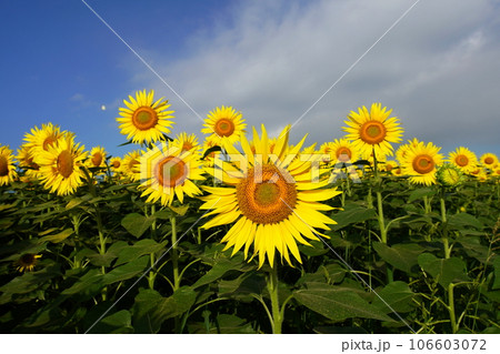 ひまわり3431 106603072