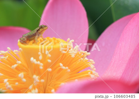 アマガエル3546 106603485