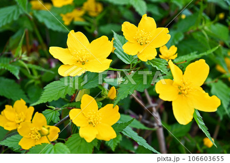 ヤマブキ（山吹） 106603655