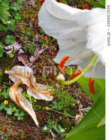 カサブランカと朽ちた花びら 106603696