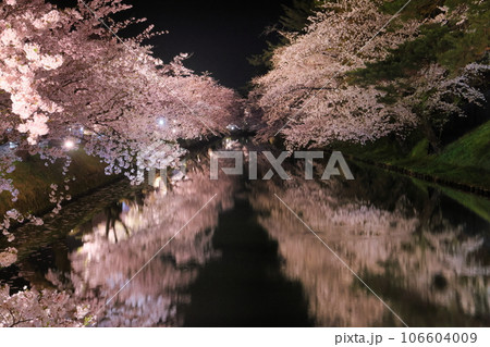 青森県弘前市下白銀町弘前公園 弘前城外堀を囲むソメイヨシノの桜並木ライトアップと水面の水鏡 青森県弘前市下白銀町弘前公園 弘前城外堀を囲むソメイヨシノの桜並木ライトアップと水面の水鏡 106604009