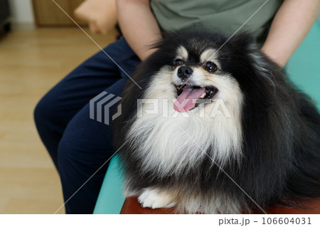 犬の整体、鍼灸院、動物病院イメージ。施術を受けるリラックスしたポメラニアン。 106604031