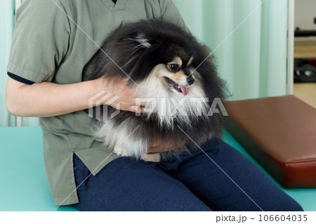 犬の整体、鍼灸院、動物病院イメージ。膝の上で抱っこされてお腹を触診してもらうポメラニアン 106604035