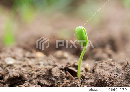 Plant seedlings on the ground Plant seedlings on the ground 106604179