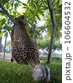 チーター　後ろ姿 106604532