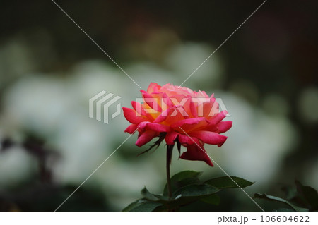 荒尾市　おもやい市民花壇　バラの花、 106604622