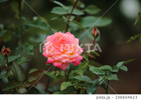 荒尾市 おもやい市民花壇 バラの花、 荒尾市 おもやい市民花壇 バラの花、 106604623