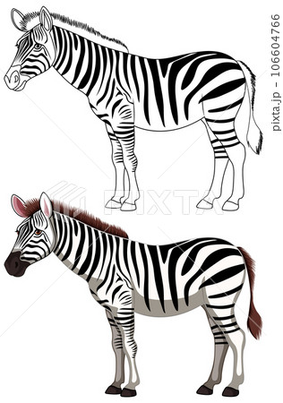 Black and White Zebra Black and White Zebra 106604766