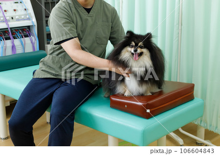 犬の整体、鍼灸院、動物病院イメージ。施術を受けるリラックスしたポメラニアン。 犬の整体、鍼灸院、動物病院イメージ。施術を受けるリラックスしたポメラニアン。 106604843