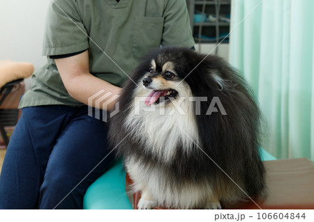 犬の整体、鍼灸院、動物病院イメージ。施術を受けるリラックスしたポメラニアン。 106604844