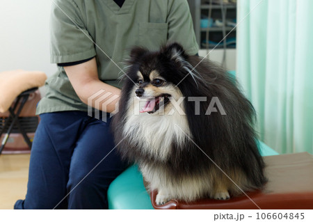 犬の整体、鍼灸院、動物病院イメージ。施術を受けるリラックスしたポメラニアン。 犬の整体、鍼灸院、動物病院イメージ。施術を受けるリラックスしたポメラニアン。 106604845