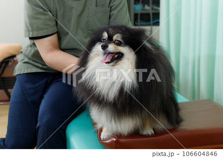 犬の整体、鍼灸院、動物病院イメージ。施術を受けるリラックスしたポメラニアン。 106604846