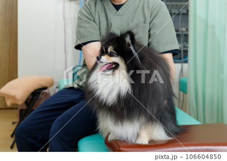 犬の整体、鍼灸院、動物病院イメージ。施術を受けるリラックスしたポメラニアン。 106604850