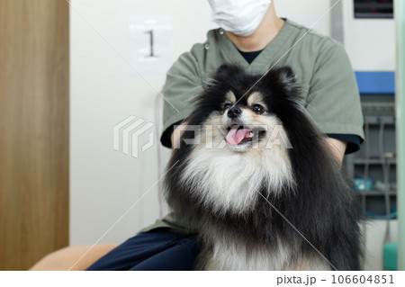 犬の整体、鍼灸院、動物病院イメージ。舌を出しているポメラニアン。 106604851