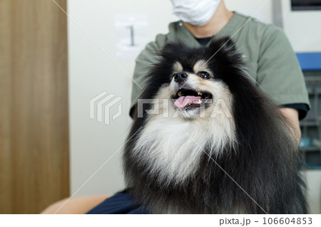犬の整体、鍼灸院、動物病院イメージ。舌を出しているポメラニアン。 106604853