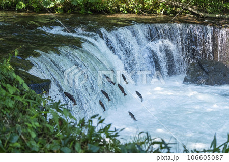 さくらの滝　サクラマスの滝登り 106605087