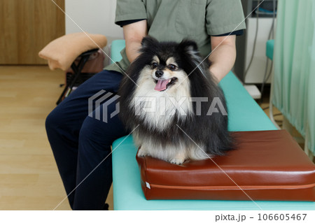 犬の整体、鍼灸院、動物病院イメージ。施術を受けるリラックスしたポメラニアン。 106605467