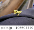 オカバンゴ・デルタのカエル 106605540