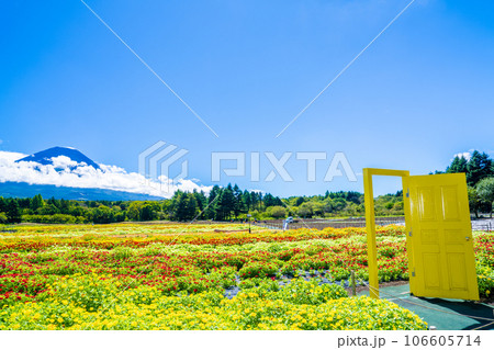 本栖湖リゾートの虹の花まつり 106605714