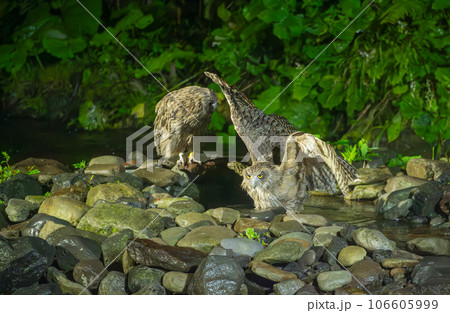 二羽で狩りをするシマフクロウ 106605999