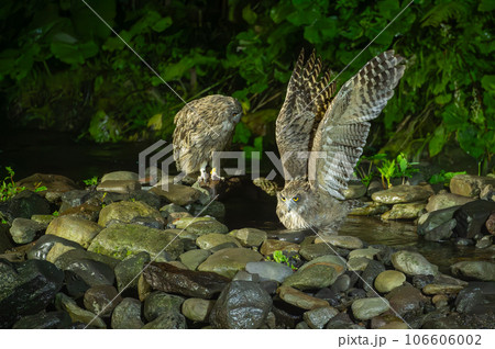二羽で狩りをするシマフクロウ 106606002
