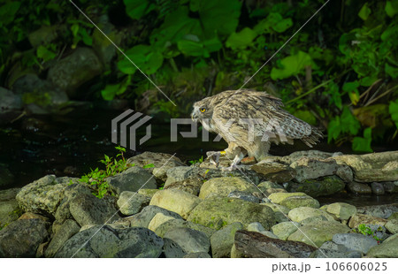 魚を捕獲中のシマフクロウ 魚を捕獲中のシマフクロウ 106606025