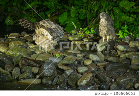 二羽で狩りをするシマフクロウ 106606053