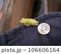 オカバンゴ・デルタのカエルとボタン 106606164