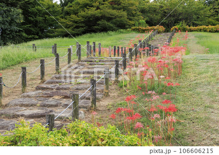 馬見丘陵公園 満開の彼岸花 馬見丘陵公園 満開の彼岸花 106606215